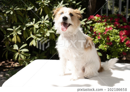 smiling jack russell 102186658
