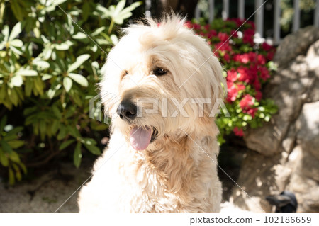 Bust-up of a smiling Goldendoodle 102186659