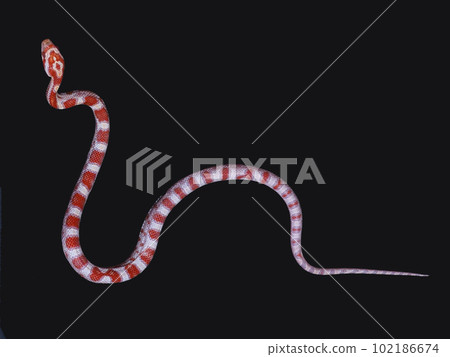 Corn Snake Candy Cane 102186674