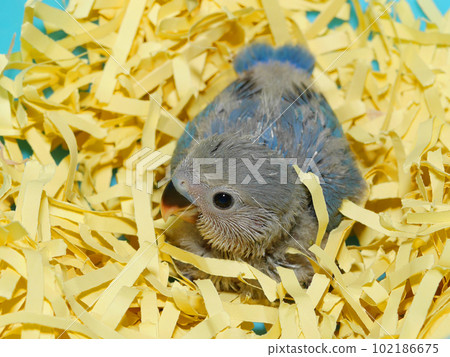 Rosy-faced lovebird baby Rosy-faced lovebird baby 102186675