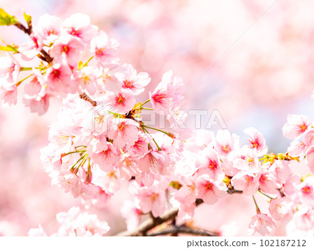 春天的蘭曼美麗的大觀櫻盛開 102187212