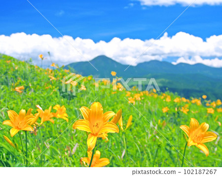Kirigamine Highland with blooming day lilies and Kita Yatsugatake and Mt. Tateshina Kirigamine Highland with blooming day lilies and Kita Yatsugatake and Mt. Tateshina 102187267
