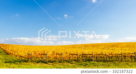 Yarra Valley Vineyard and Landscape in Australia 102187322