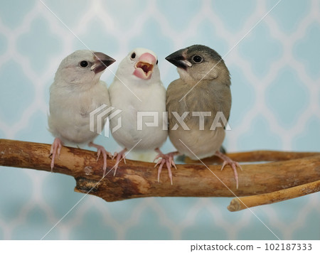 三種顏色的爪哇麻雀小雞 三種顏色的爪哇麻雀小雞 102187333