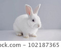 White rabbit 102187365