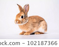 Cute rabbit on white background 102187366