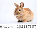 Cute rabbit on white background 102187367