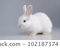White rabbit 102187374