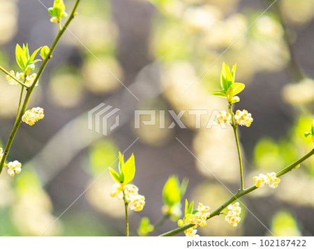 充滿生機的春景 充滿生機的春景 102187422