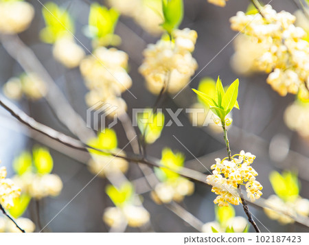 充滿生機的春景 102187423