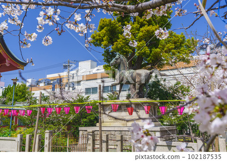 土佐稻荷神社、神馬、櫻花盛開(大阪市西區) 土佐稻荷神社、神馬、櫻花盛開(大阪市西區) 102187535