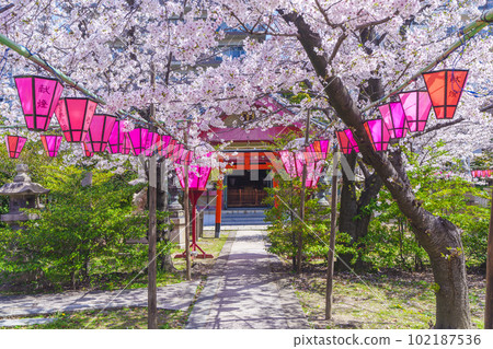 土佐稻荷神社、石宮神社、櫻花盛開（大阪市西區） 102187536