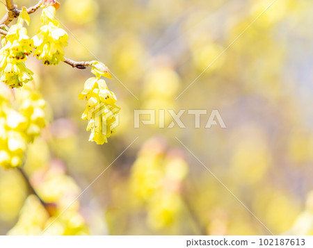 春天的景色，盛開的黃色丁香花 102187613