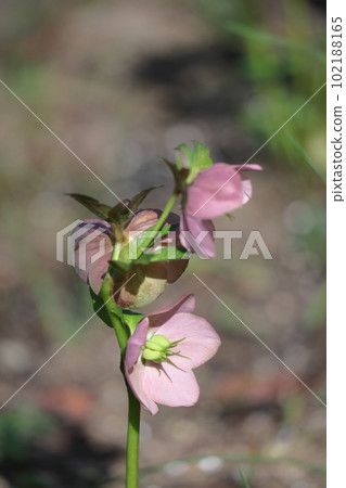 Winter lady 102188165