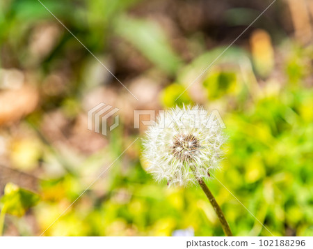 Spring scenery Cute fluffy dandelions 102188296