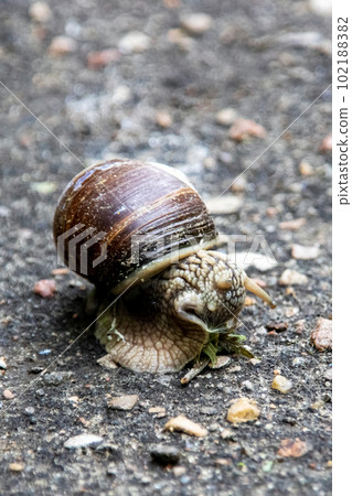 Snail and green leaf on asphalt closeup Snail and green leaf on asphalt closeup 102188382