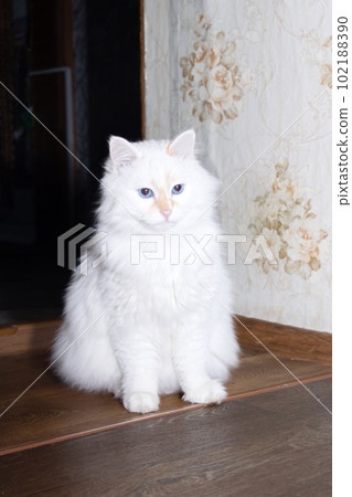 A white fluffy cat peeks out from around the corner 102188390