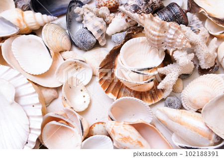 Background or texture of different seashells closeup Background or texture of different seashells closeup 102188391