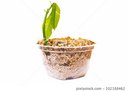 Small sprout of plant in jar is isolated on white background 102188462