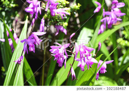 Violet orchid shining brightly in the spring sunshine Violet orchid shining brightly in the spring sunshine 102188487