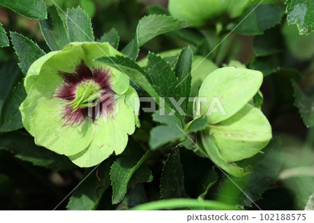 冬天的女士 102188575