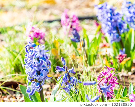 Spring scenery Colorful and cute hyacinth flowers 102188830