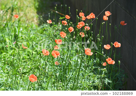 Clusters of Nagami Poppy (Nagami Hina Poppy) Clusters of Nagami Poppy (Nagami Hina Poppy) 102188869