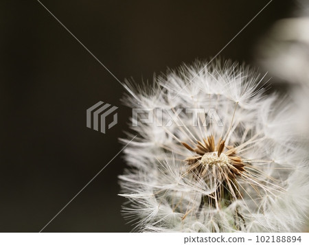 蒲公英的絨毛 102188894