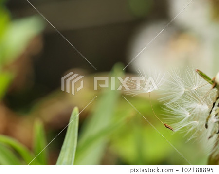 Dandelion's fluff 102188895