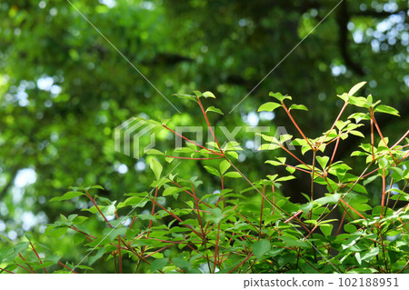Looking up at the young leaves of the garden tree 102188951