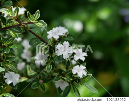 Swan bean flower 102188952