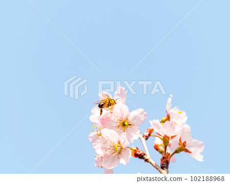 春天的蘭曼美麗的東海櫻花和盛開的蜜蜂 102188968