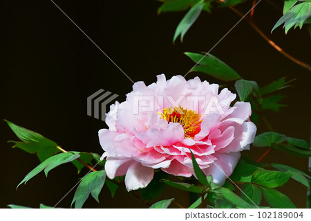 按鍵 按鍵 102189004