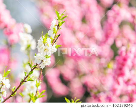 Springtime, beautiful peach blossoms in full bloom 102189246