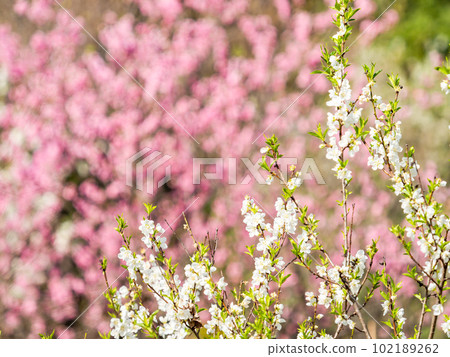 Springtime, beautiful peach blossoms in full bloom Springtime, beautiful peach blossoms in full bloom 102189262