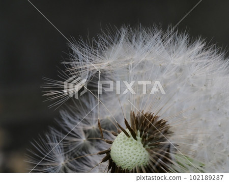Dandelion's fluff 102189287