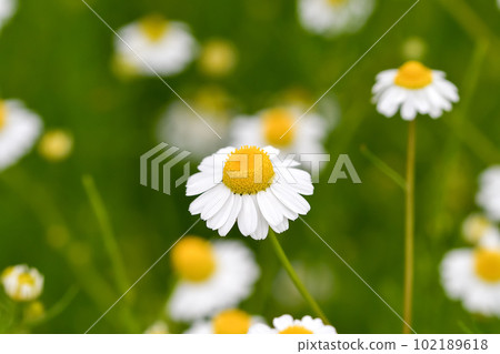 德國洋甘菊 102189618