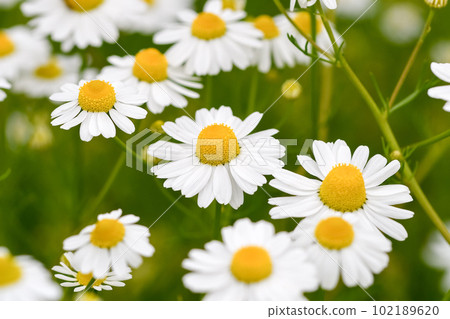 德國洋甘菊 102189620