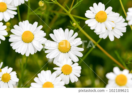 德國洋甘菊 德國洋甘菊 102189621