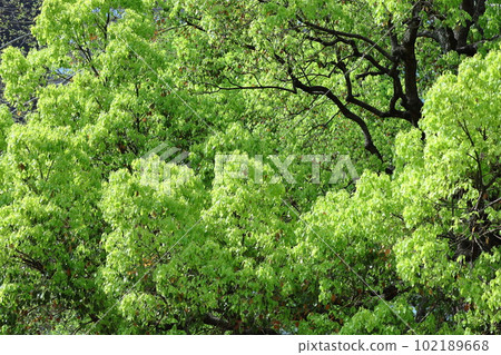 Green Moe 102189668