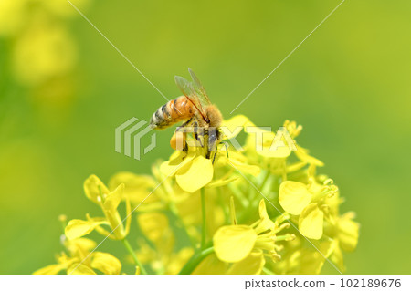 A bee 102189676