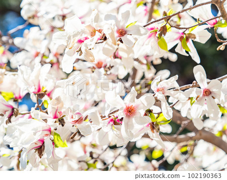 Spring Ranman Beautiful Kobushi in full bloom Spring Ranman Beautiful Kobushi in full bloom 102190363
