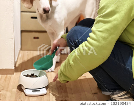 A dog who prepares food and waits A dog who prepares food and waits 102190424