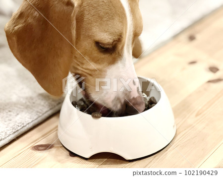 dog eating food from pet bowl 102190429
