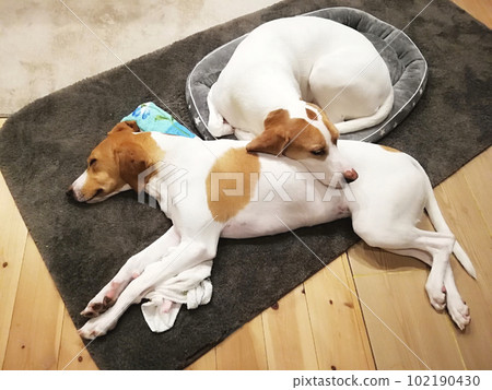 Two dogs sleeping on top of each other on a mat 102190430
