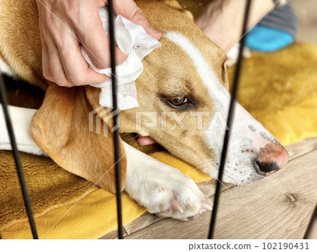 Hand of a person wiping a dog's ear with a tissue 102190431