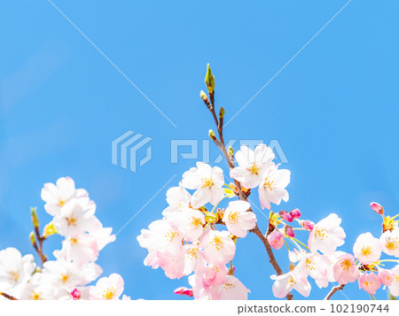 Haru Ranman Jindai Akebono Cherry Blossoms in Full Bloom 102190744