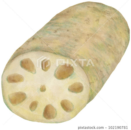 Lotus root Lotus root 102190781