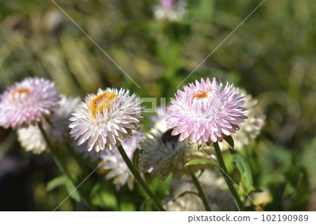 Straw flower 102190989