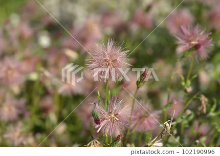 Spreading fleabane Spreading fleabane 102190996